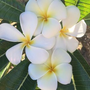 Meet your Posher, Melia